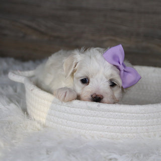 Missy - Available 2/4