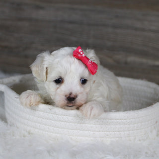 Bamba - Available 2/4