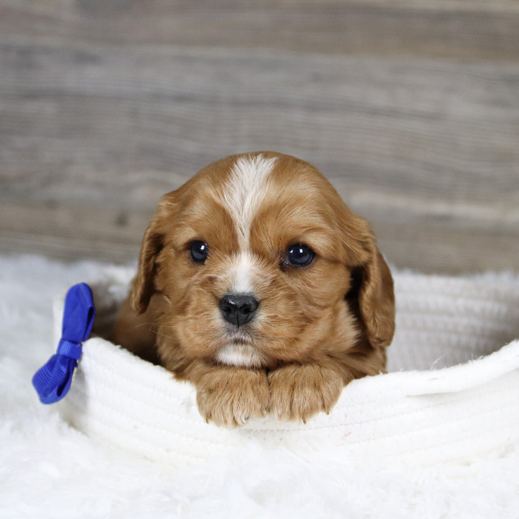 Frito - Available 2/4