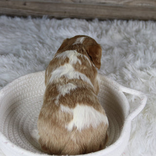 Madonna - Available 2/4