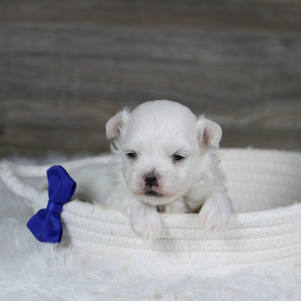 Hoops - Available Now