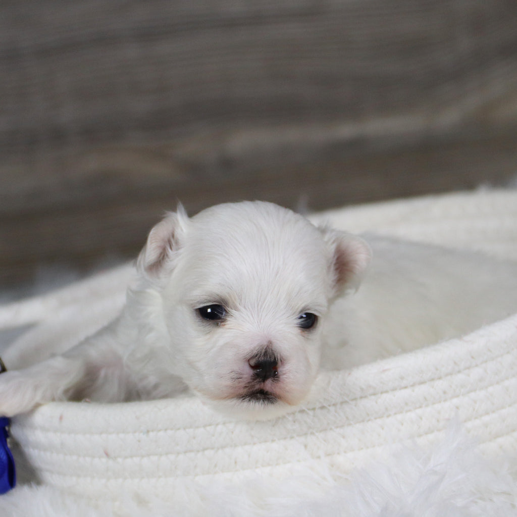 Hoops - Available Now