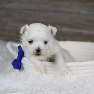 Hoops - Available Now