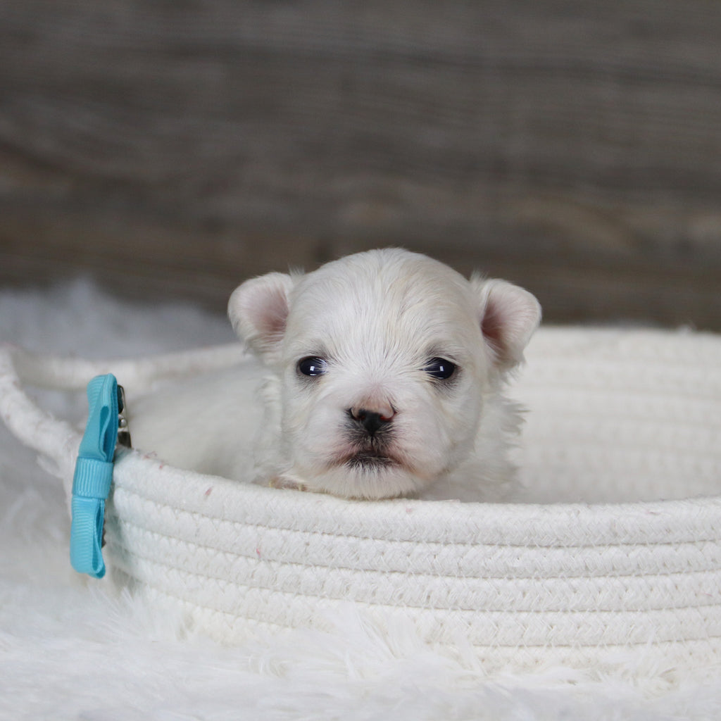 Marbles - Available 2/11