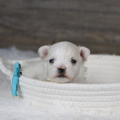 Marbles - Available 2/11