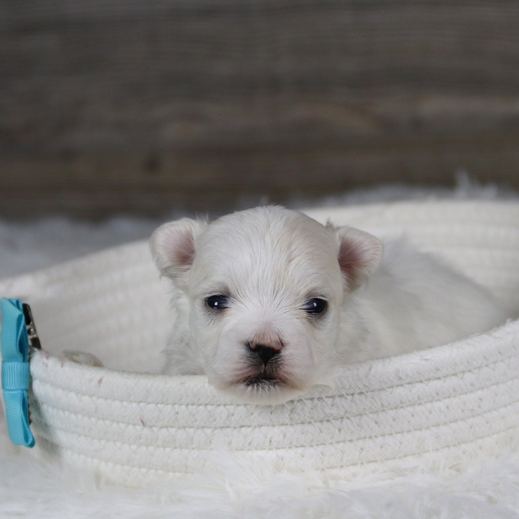 Marbles - Available 2/11