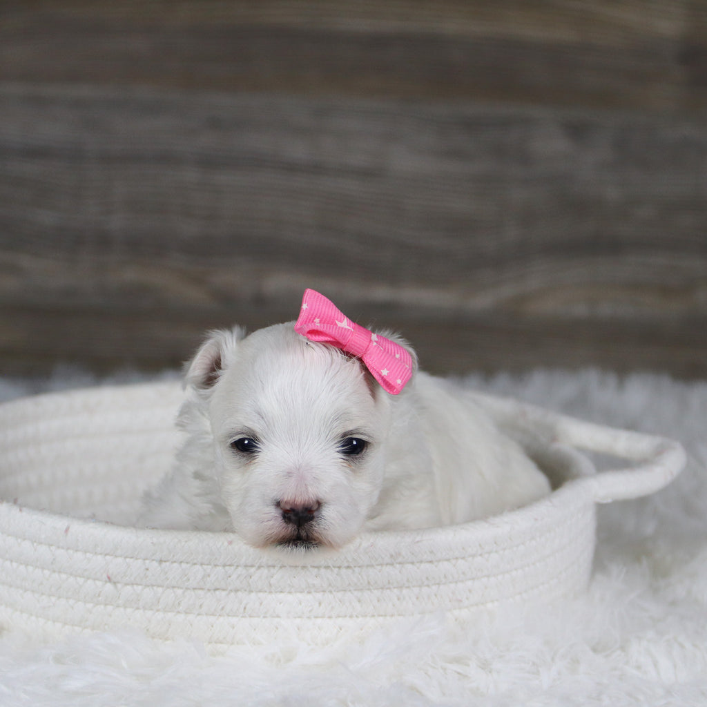 Leia - Available 2/11