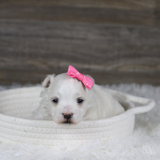 Leia - Available 2/11