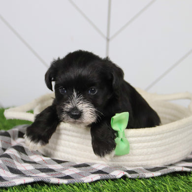 Rodney - Available 12/31