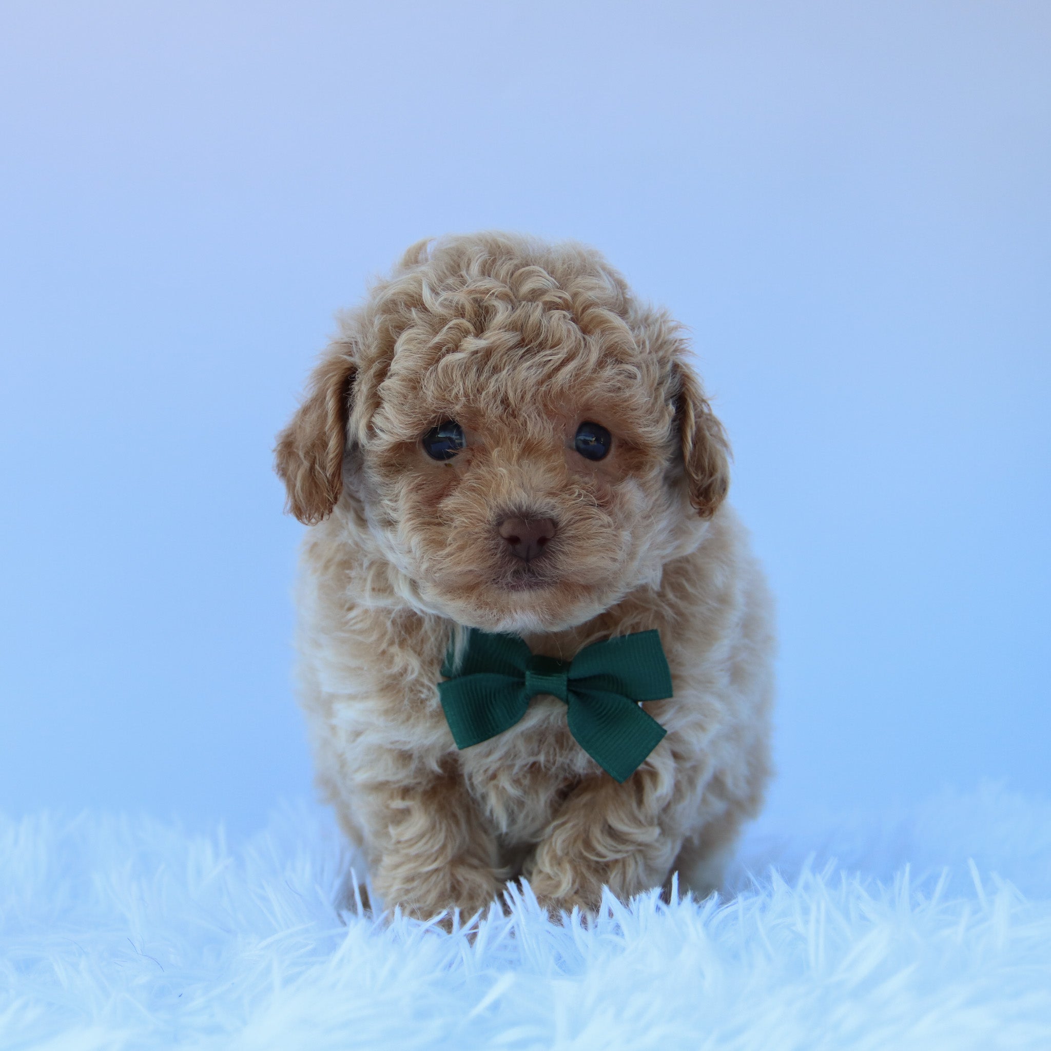 How Much Toy Poodle Cost: Uncover Hidden Expenses