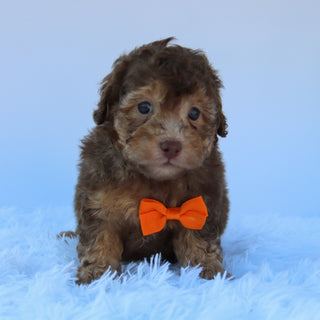 Ernest - Available Now