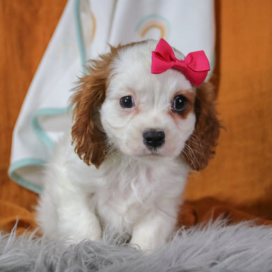 Remi