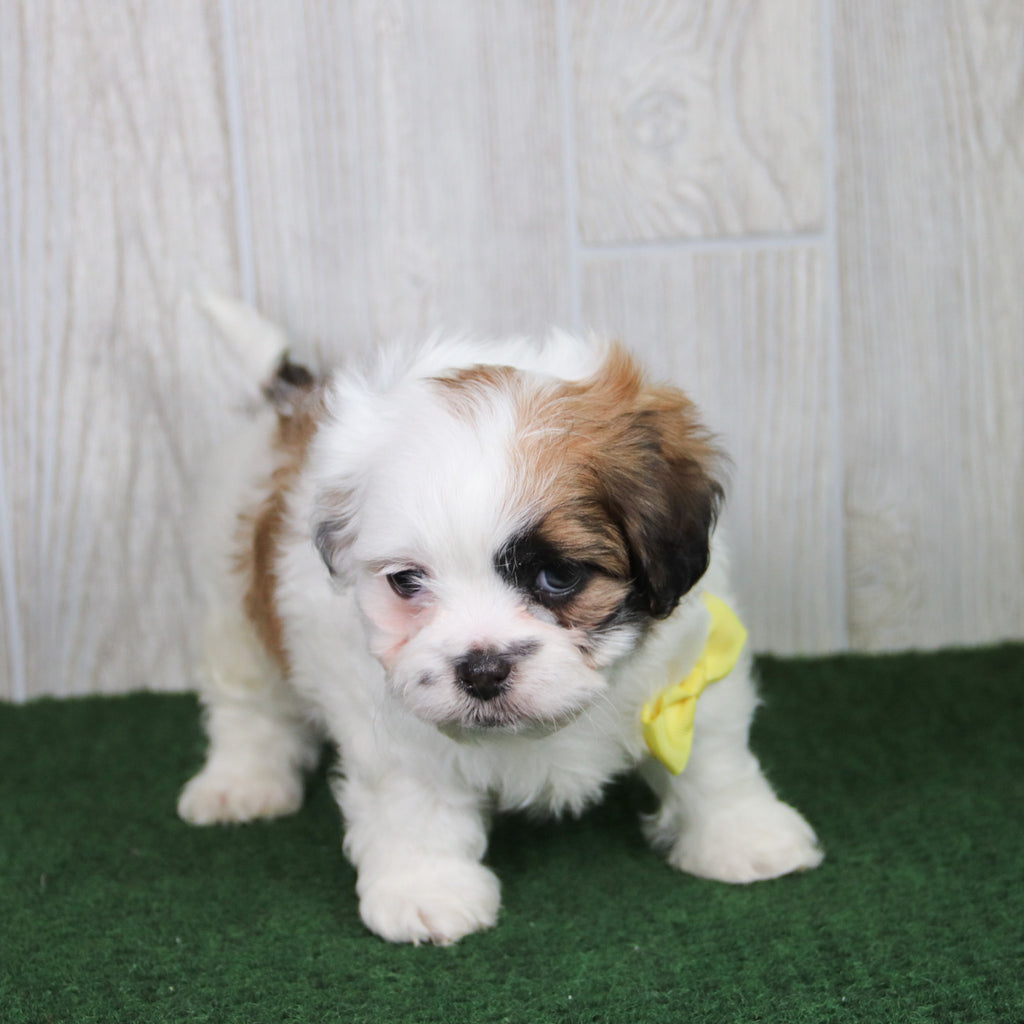 Carmen - Available 5/21
