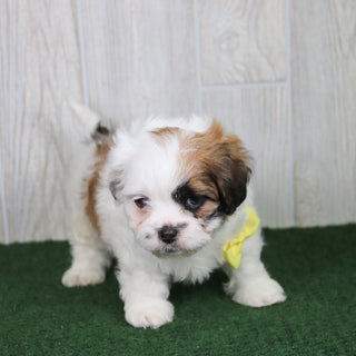 Carmen - Available 5/21