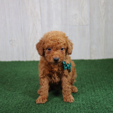 Simba - Available 5/21