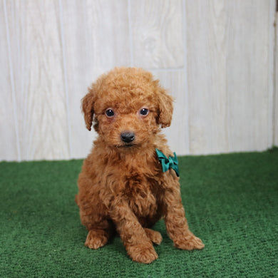 Simba - Available 5/21