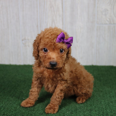 Nikki - Available 5/21