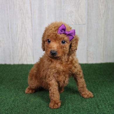 Nikki - Available 5/21