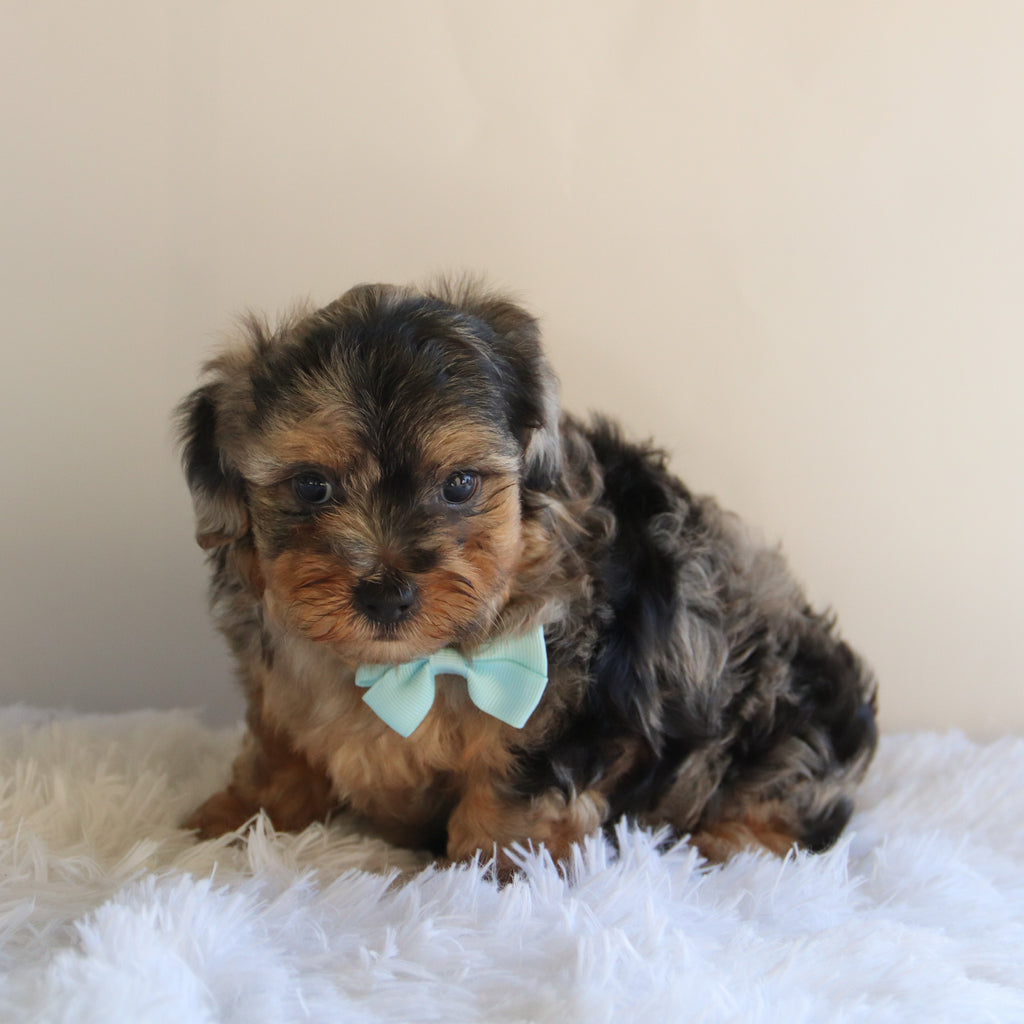 Hank - Available 8/27