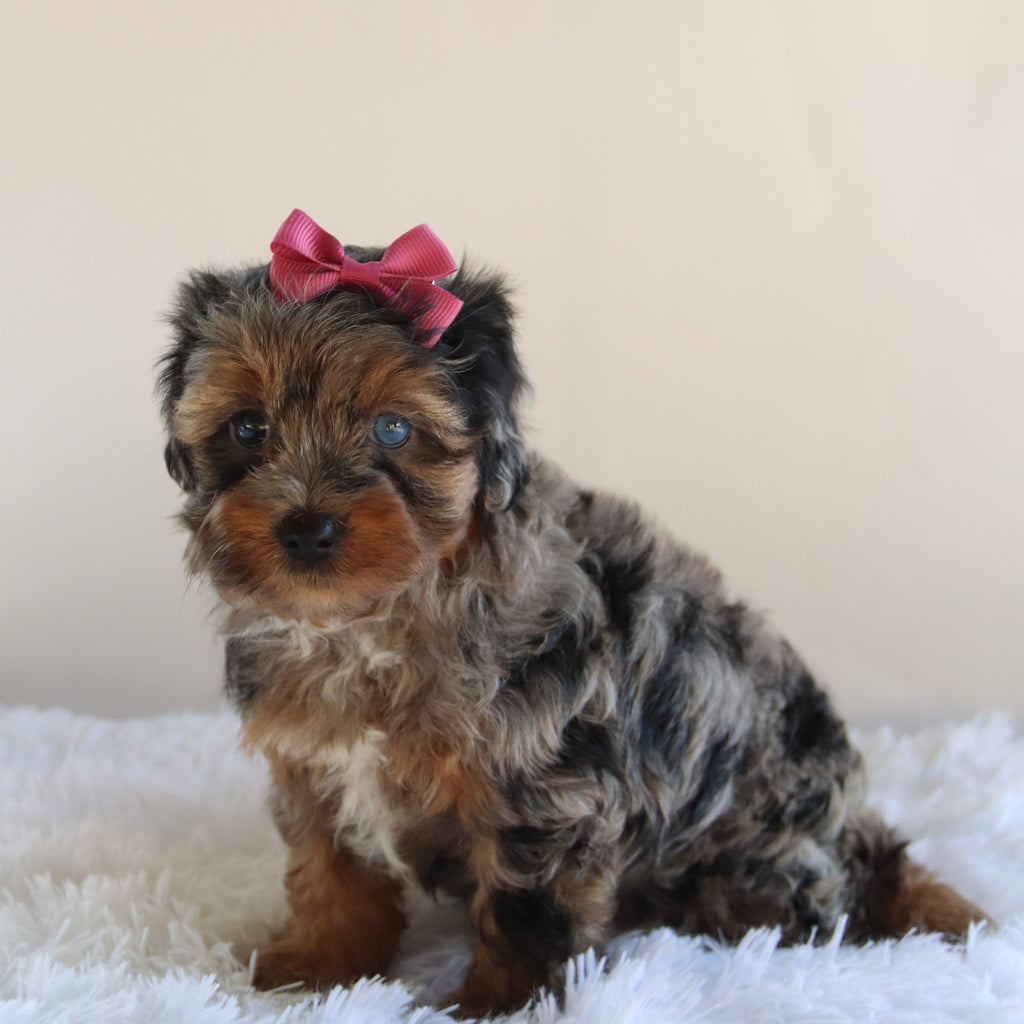 Sharla - Available 8/27