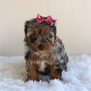 Sharla - Available 8/27