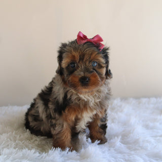 Sharla - Available 8/27