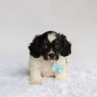 Simba - Available Now