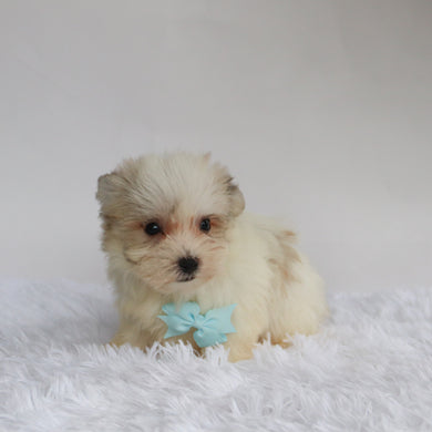 Bandit - Available 9/3