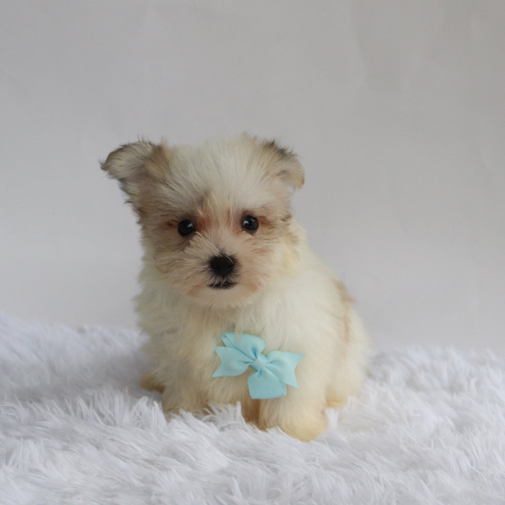 Bandit - Available 9/3