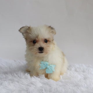 Bandit - Available 9/3