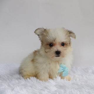 Bandit - Available 9/3