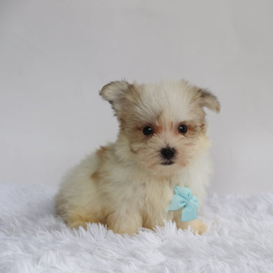 Bandit - Available 9/3