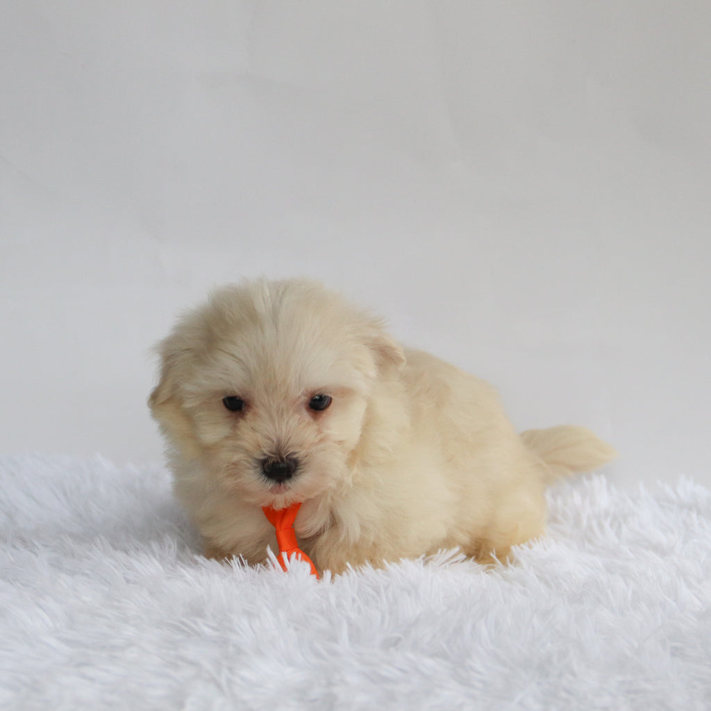 Bear - Available 9/3