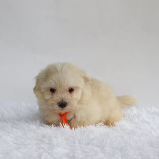 Bear - Available 9/3