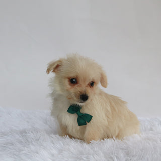 Mavery - Available 9/3