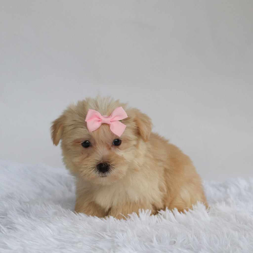 Ariana - Available 9/3