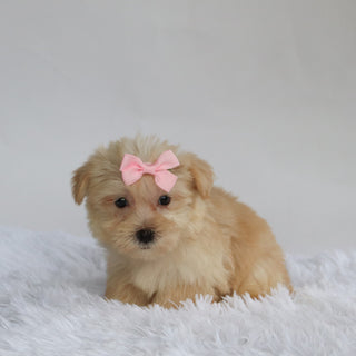 Ariana - Available 9/3