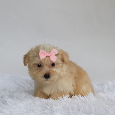 Ariana - Available 9/3