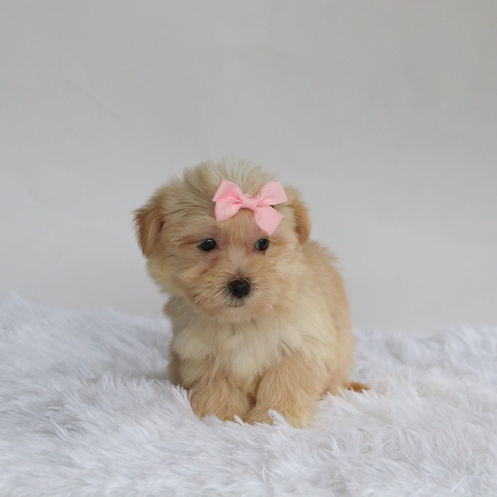 Ariana - Available 9/3