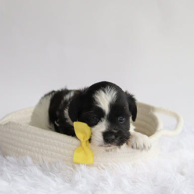 Princeton - Available 9/24