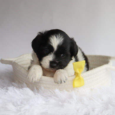 Princeton - Available 9/24