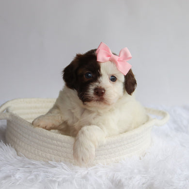 Brooklyn - Available 9/24