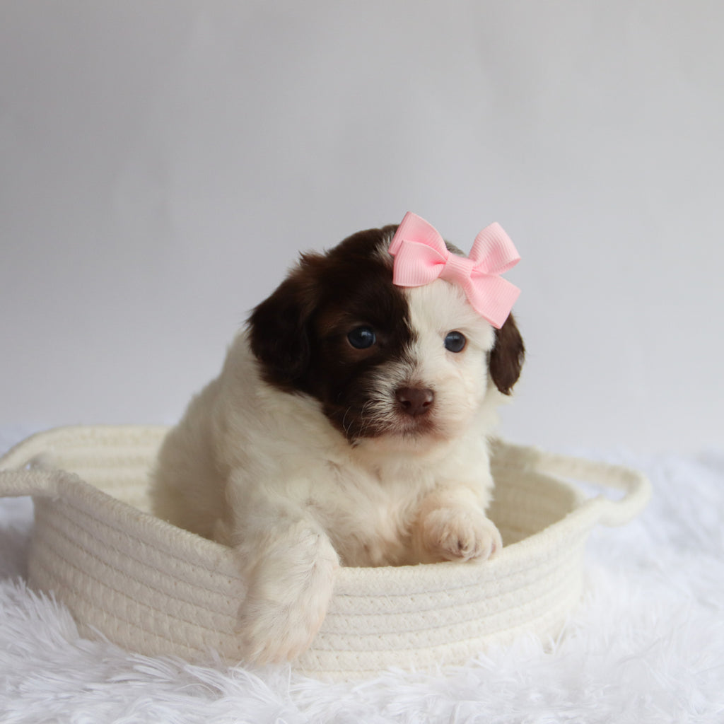 Brooklyn - Available 9/24