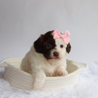 Brooklyn - Available 9/24