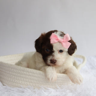 Brooklyn - Available 9/24