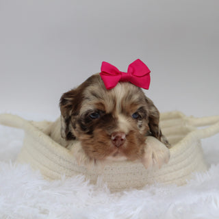 Joyce - Available 10/29