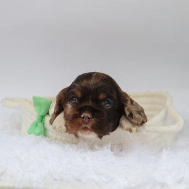 Carter - Available 10/29