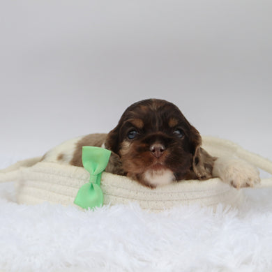 Carter - Available 10/29