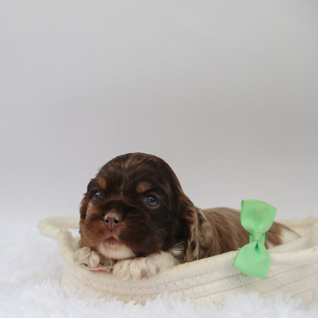 Carter - Available 10/29