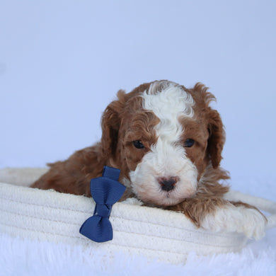 Ollie - Available 10/15